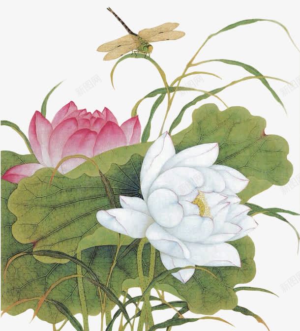 植物荷花白色叶子花朵蜻蜓png免抠素材_新图网 https://ixintu.com 叶子 植物 白色 花朵 荷花 蜻蜓