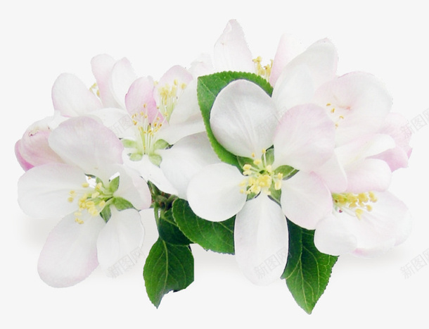 白色樱桃花png免抠素材_新图网 https://ixintu.com 樱桃 樱桃花 花卉 花朵 花都素材
