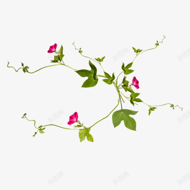 花枝花草png免抠素材_新图网 https://ixintu.com 免抠PNG图片 素材 花枝 花草