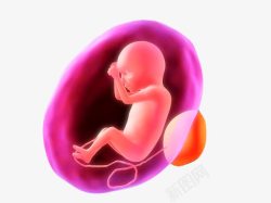 胚胎里的胎儿素材