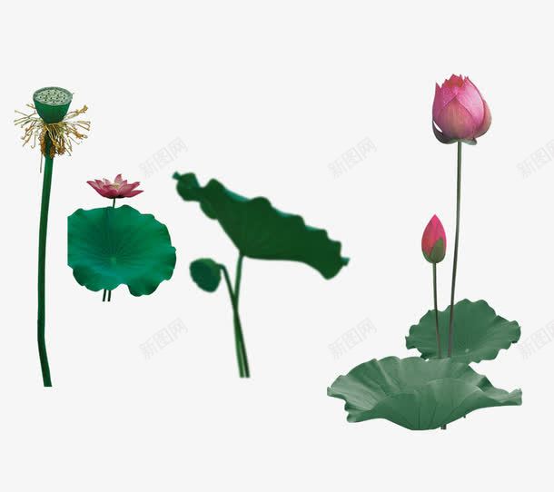 荷花png免抠素材_新图网 https://ixintu.com 夏天 夏日 植物 池塘 荷花荷叶满池塘 花朵 花蕾 花骨朵 荷 荷叶 荷花 莲花 莲蓬