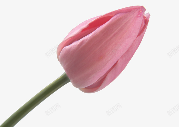 粉红色含苞待放花骨朵png免抠素材_新图网 https://ixintu.com 含苞待放 粉色 花骨朵 高贵