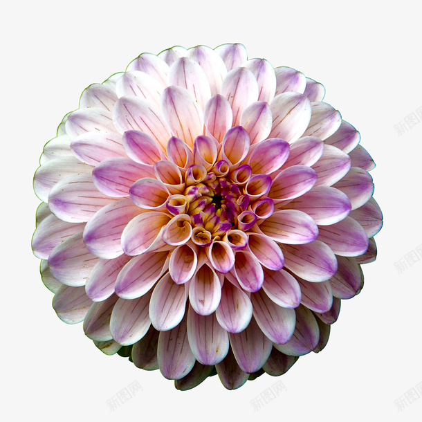 花朵巨大的花朵png免抠素材_新图网 https://ixintu.com 盆栽 花卉 花朵 鲜花