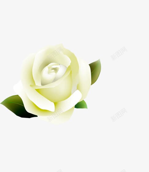 栀子花png免抠素材_新图网 https://ixintu.com 栀子花 玫瑰花 花朵