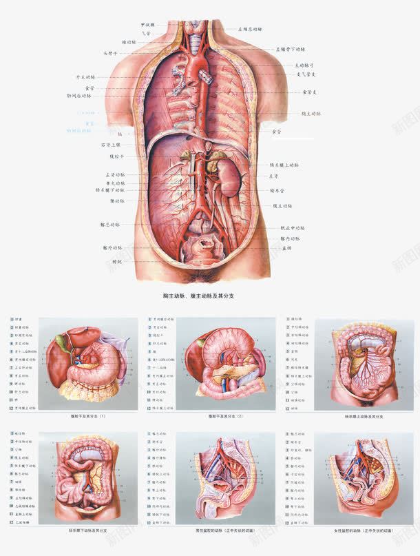 人体经络穴位挂图png免抠素材_新图网 https://ixintu.com 人体经络穴位挂图 免扣素材 内脏图 十二 穴位 经络图 背部