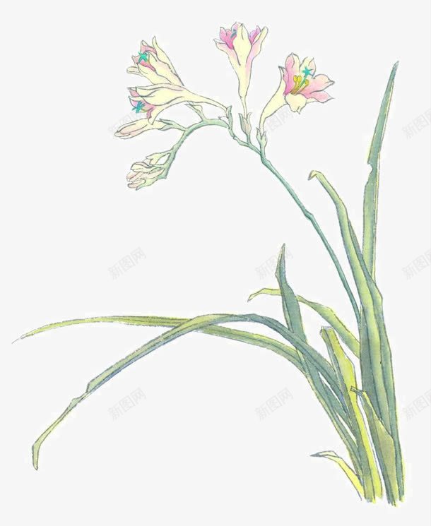 写意兰草png免抠素材_新图网 https://ixintu.com 中国画 国画小品 国粹 宣纸画 彩墨花草 手绘花卉 美术插图 艺术作品 装饰花草