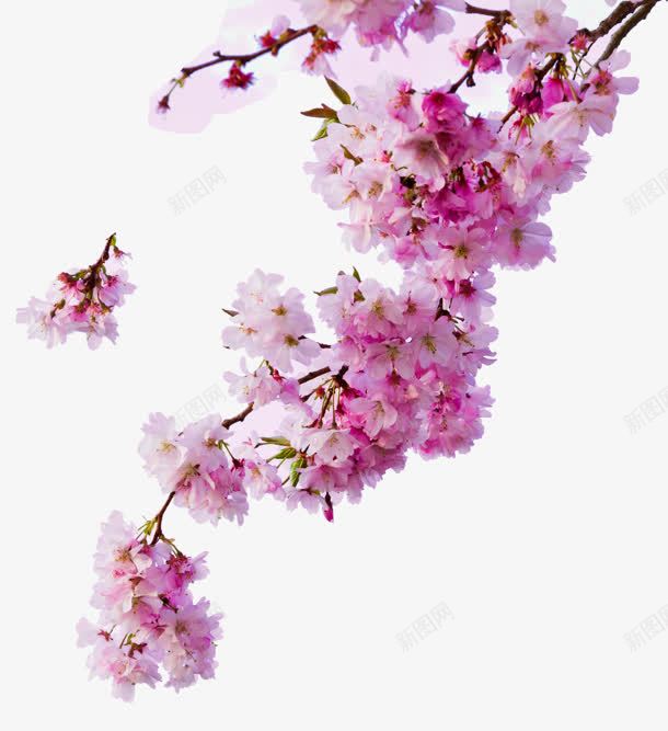 樱花花枝png免抠素材_新图网 https://ixintu.com 图片 樱花 花枝