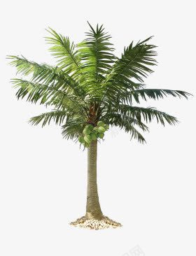 棕榈树png免抠素材_新图网 https://ixintu.com 夏天 夏季 树木 植物 海滩 清凉