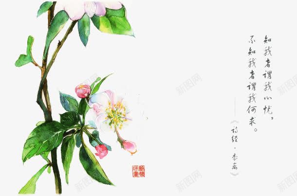 诗经花朵插画配图png免抠素材_新图网 https://ixintu.com 卡通 卡通插画 古风 唯美 手绘 花卉 诗歌 诗经 诗词
