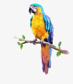 彩色啄木鸟站在树枝上素材