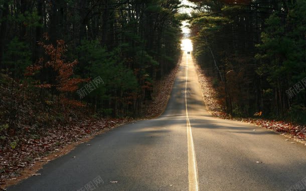 茂密森林下的公路jpg设计背景_新图网 https://ixintu.com 公路 森林 茂密