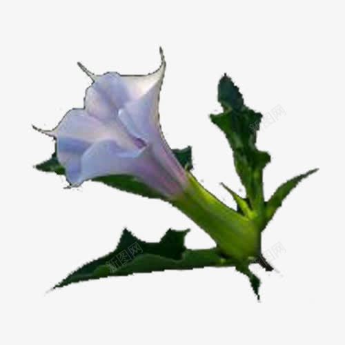 曼陀罗花png免抠素材_新图网 https://ixintu.com 小花 曼陀罗 花 花儿