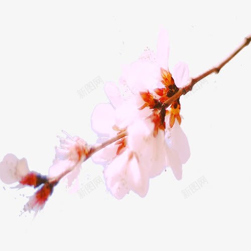 初春桃花png免抠素材_新图网 https://ixintu.com 初春 桃花 盛开 细节