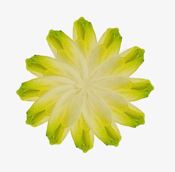 芽状菊苣png免抠素材_新图网 https://ixintu.com 上海菊苣 新鲜蔬菜 无公害菊苣 芽状菊苣 菊苣 食品