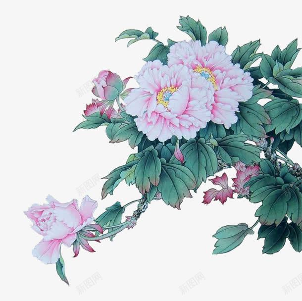 牡丹png免抠素材_新图网 https://ixintu.com 中国画 工笔画 牡丹 花