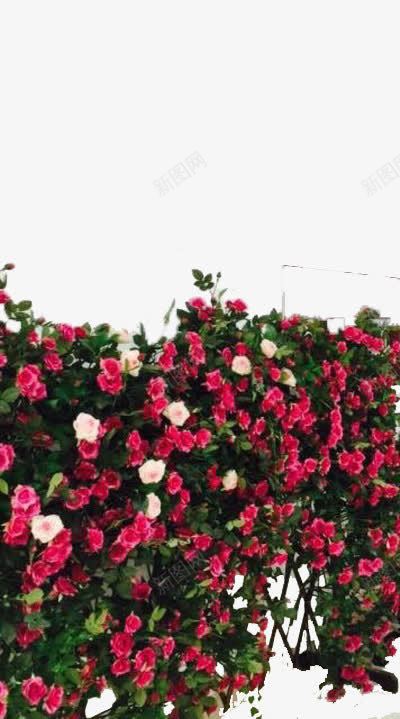 一架子蔷薇花png免抠素材_新图网 https://ixintu.com 木架 白色 粉色 红色 蔷薇花