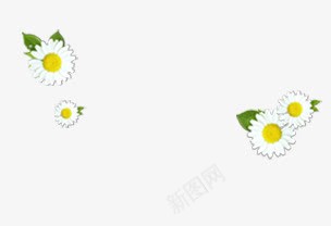 邹菊psd免抠素材_新图网 https://ixintu.com 小白花 小花 小邹菊 小黄花 菊花 装饰花 邹菊