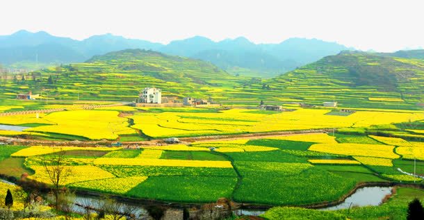 安顺龙宫油菜花png免抠素材_新图网 https://ixintu.com 名胜古迹 地方景点 安顺 实物图 摄影图 油菜花 自然景观 高清图片 龙宫