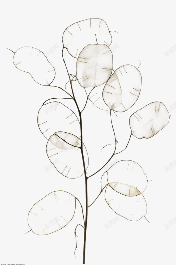 花艺png免抠素材_新图网 https://ixintu.com 干花 插花 摆设 花 花艺