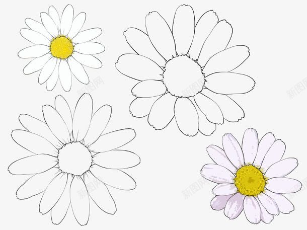手绘波斯菊png免抠素材_新图网 https://ixintu.com 手绘 波斯菊 花朵 菊花