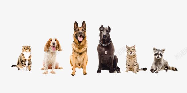 做成一排的小伙伴们png免抠素材_新图网 https://ixintu.com 动物 德牧 狗 猫