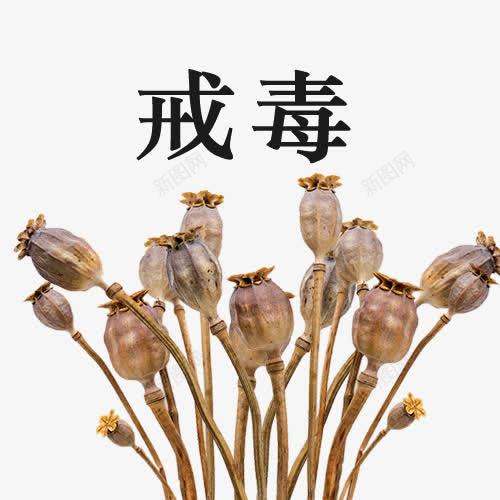 毒品与罂粟创意图png免抠素材_新图网 https://ixintu.com 上瘾毒品 吸毒卡通图 吸毒者 戒毒 戒毒矢量图 毒品与罂粟 珍爱生命 瘾君子