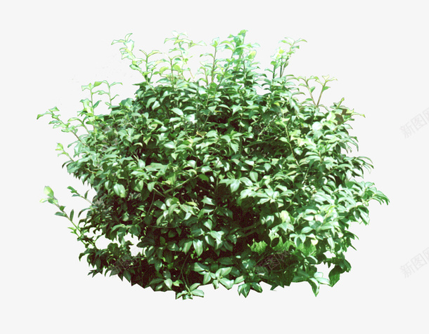 景观植物勒杜鹃灌木球png免抠素材_新图网 https://ixintu.com 勒杜鹃 景观苗木 植物 灌木地被 灌木球 绿篱球 花丛