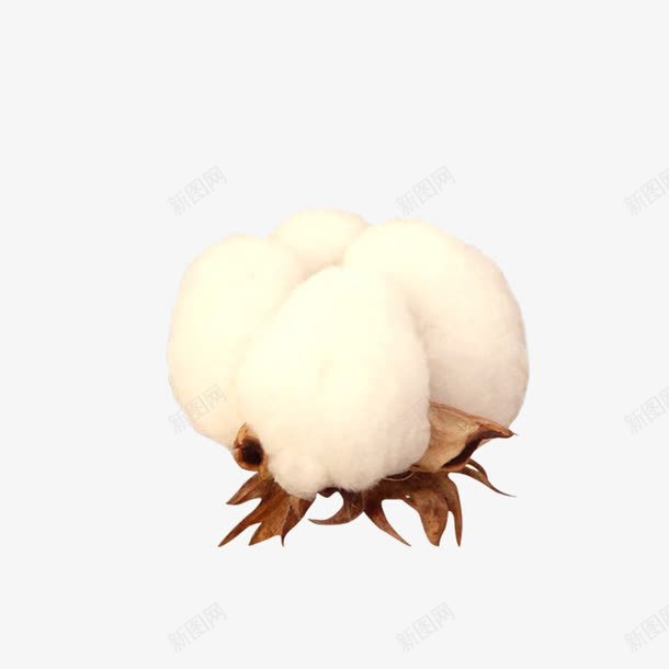 棉花png免抠素材_新图网 https://ixintu.com 棉花 棉被 植物