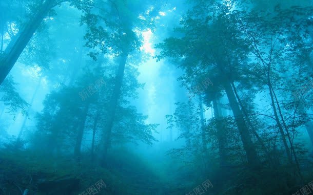 参天大树阴森恐怖jpg设计背景_新图网 https://ixintu.com 参天大树 恐怖 阴森