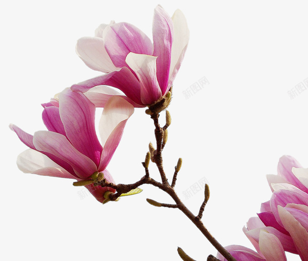 粉色的玉兰花png免抠素材_新图网 https://ixintu.com png图形 png装饰 玉兰花 粉色 花朵 装饰