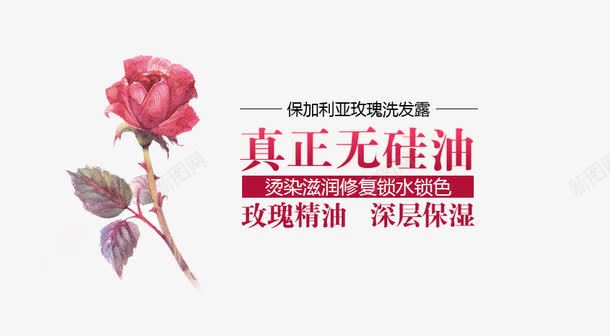 真正无硅油png免抠素材_新图网 https://ixintu.com 免费png图片 洗发水 洗发露 深层保湿 玫瑰精油 玫瑰花