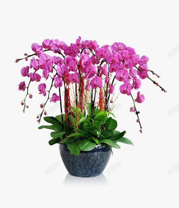 紫色蝴蝶兰png免抠素材_新图网 https://ixintu.com 叶子 年花 绿色 鲜花