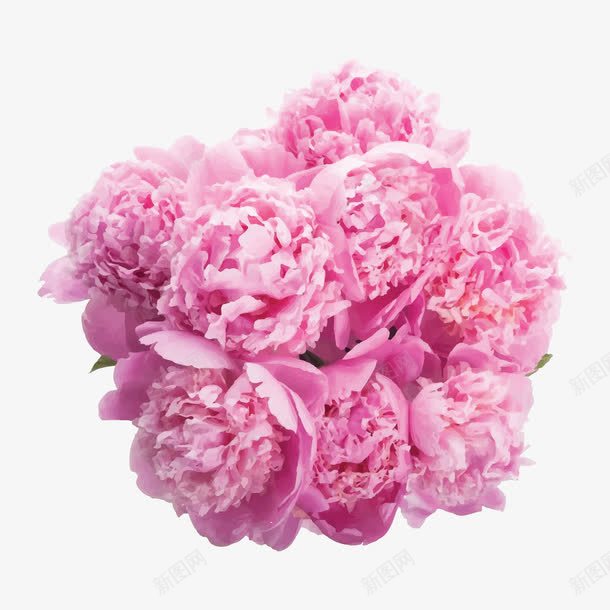 美丽的粉色捧花简图png免抠素材_新图网 https://ixintu.com 实物图 捧花 简图 美丽的 花卉 花朵 花瓣 花簇