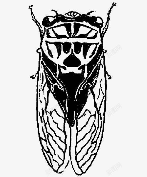 蝉png免抠素材_新图网 https://ixintu.com 素材 翅膀 蝉 蝉插画 蝉翼