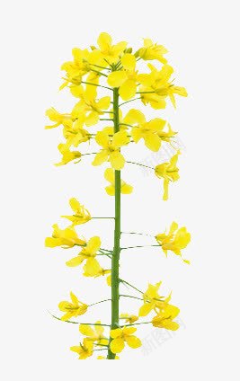 一支油菜花png免抠素材_新图网 https://ixintu.com 菜籽 鲜花 黄色