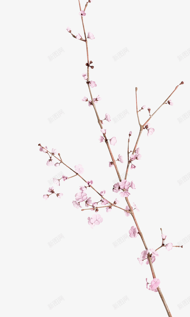 桃花朵朵开啊png免抠素材_新图网 https://ixintu.com 一枝花 七叶 桃花 漂亮 粉红
