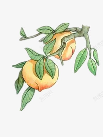 手绘桃树png免抠素材_新图网 https://ixintu.com 彩绘桃树枝 桃子 桃树枝 绿叶 黄桃
