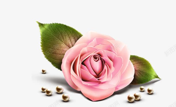 盛开的粉红色玫瑰花花朵png免抠素材_新图网 https://ixintu.com 玫瑰花 盛开 粉红色 花朵