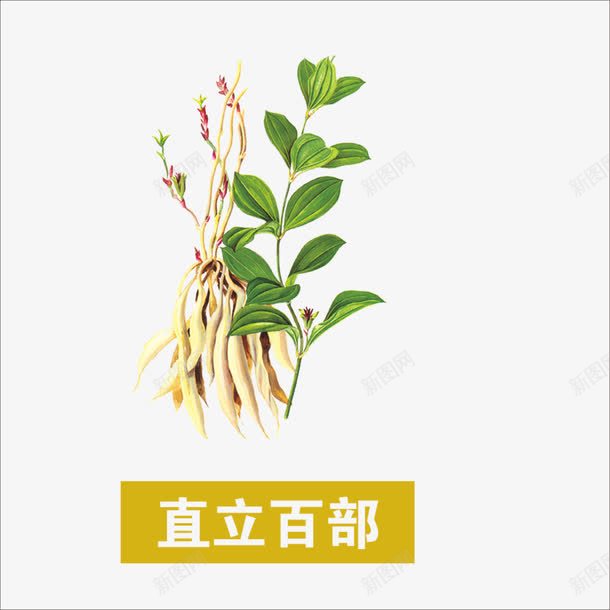 直立百部png免抠素材_新图网 https://ixintu.com 中药 本草纲目 草药 药材