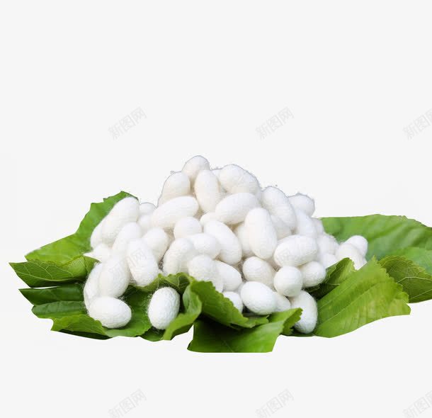 实物桑叶桑蚕丝png免抠素材_新图网 https://ixintu.com 桑叶蚕茧 桑蚕文化 白色蚕丝 胶原蛋白 蚕丝 蚕丝球 蚕茧