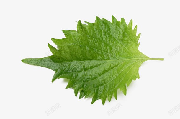 一片薄荷叶png免抠素材_新图网 https://ixintu.com PNG PNG免费下载 PNG图片 一片薄荷叶 叶子 绿色 薄荷