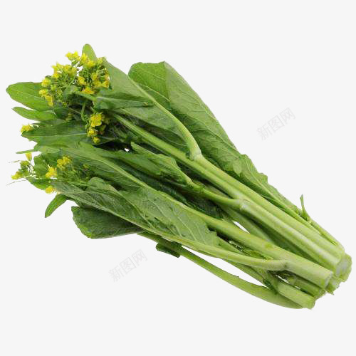 一把新鲜的开花广东白菜苔食物免png免抠素材_新图网 https://ixintu.com 一把新鲜的开花广东白菜苔食物免抠免费下载 健康 广东菜心 新鲜 白菜苔 绿色 菜心 菜花 菜苔 蔬菜 青菜 食材 食物