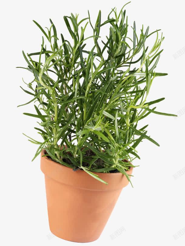 盆栽迷迭香草png免抠素材_新图网 https://ixintu.com 特色草本植物 盆栽香草 绿色植物 迷迭香 迷迭香草