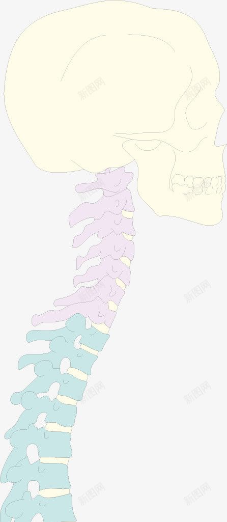 人体脊柱png免抠素材_新图网 https://ixintu.com 人体器官 人体脊柱 医疗健康 医疗内脏 医疗卡通 医疗器械 医疗科技 医疗科研