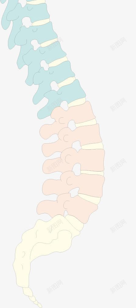 人体脊柱png免抠素材_新图网 https://ixintu.com 人体器官 人体脊柱 医疗健康 医疗内脏 医疗卡通 医疗器械 医疗科技 医疗科研