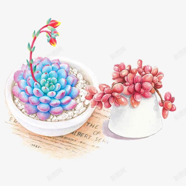 卡通手绘多肉植物png免抠素材_新图网 https://ixintu.com 卡通 卡通多肉 唯美 多肉植物 手绘 手绘多肉 植物 花盆 鲜花