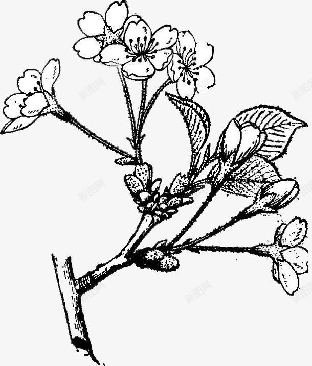 水墨画的中国风樱花图标png_新图网 https://ixintu.com 园林设计 樱花烂漫 樱花黑白 櫻花 水墨画 素描 花卉图案 设计文稿