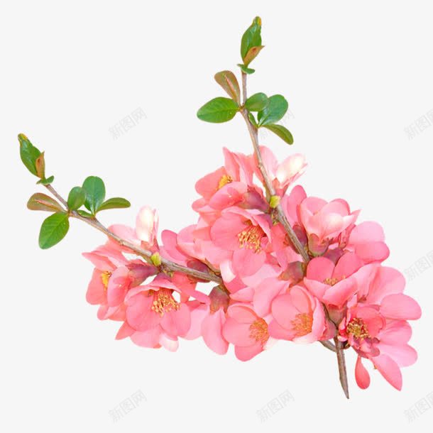 桃花盛开png免抠素材_新图网 https://ixintu.com 古风桃树 枝桠 桃树 粉红色