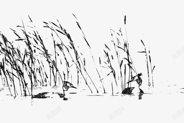 芦苇荡河塘旁野鸭子素描绘画图标png_新图网 https://ixintu.com 河塘旁 简笔画 素描 绘画 芦苇荡 野鸭子 黑白