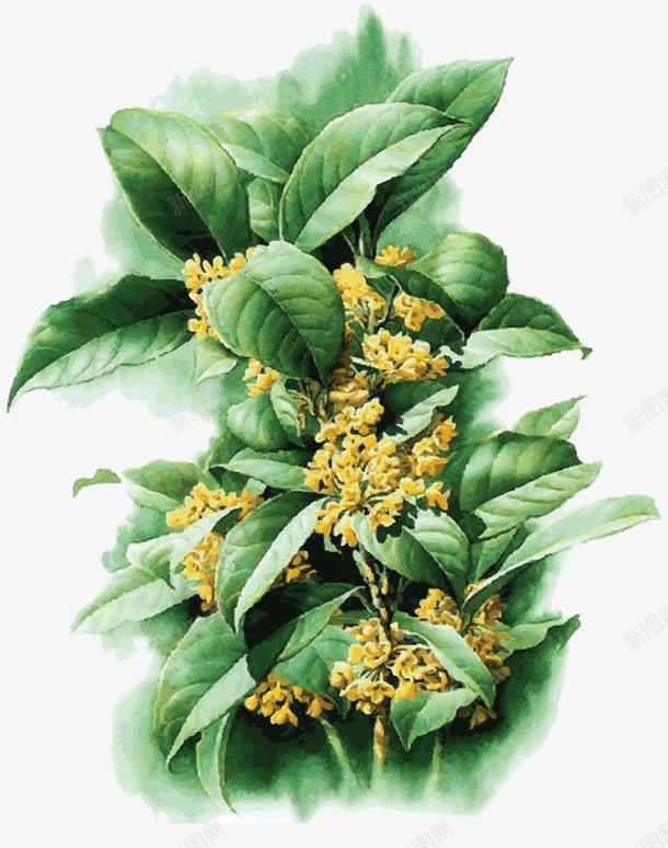手绘桂花png免抠素材_新图网 https://ixintu.com 唯美 小花 手绘桂花 月桂花 树叶 树枝 桂花 桂花实物 清香 绿叶 黄色